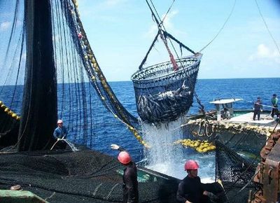 六线鳕、裸盖鱼、太平洋鲽鱼…这些“海上来客”在中食展上亮相了